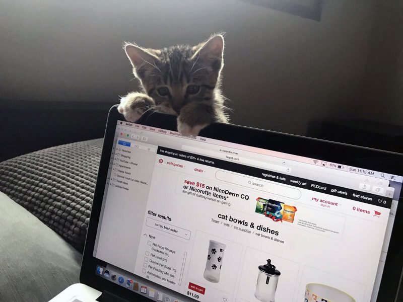 online-cat